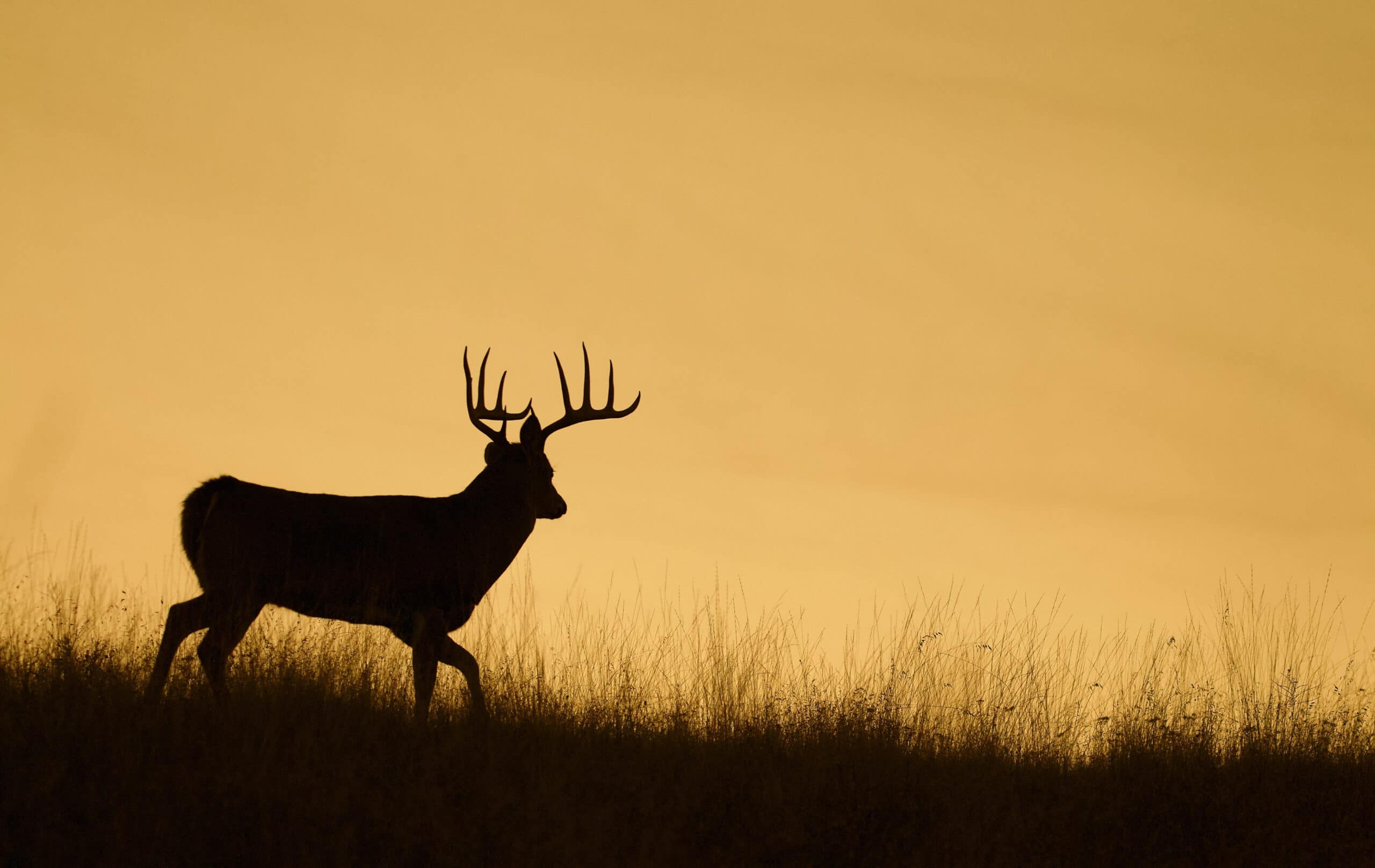 Silhouette of a Whitetail Deer Buck walking along a ridge top at sunset